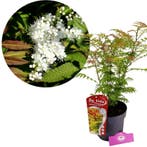 Sorbaria sorbifolia Sem + pot 19cm, Tuin en Terras, Planten | Tuinplanten, Verzenden