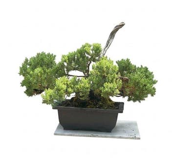 Jeneverbes bonsai (Juniperus) - Hoogte (boom): 26 cm -