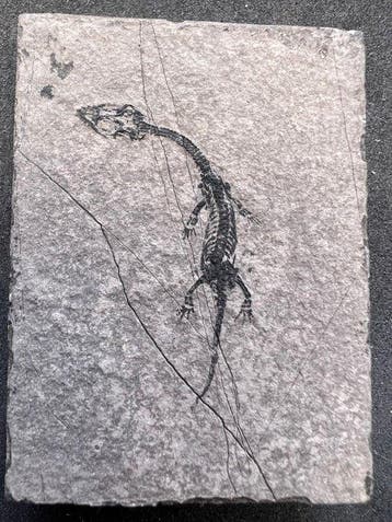 Zeereptiel - Gefossiliseerd dier - Fossile de Keichousaurus