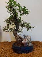 Japanese iep bonsai (Zelkova) - Hoogte (boom): 37 cm -, Antiek en Kunst