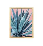 Kim Powell - Texas Agave