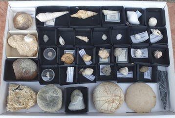 Collectie met 34 artikelen - Gefossiliseerde schelp (Zonder, Verzamelen