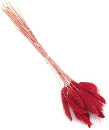 Lagurus Ovatus Pluimgras Graspluimen in hoes Rood 100 gram, Ophalen of Verzenden, Nieuw