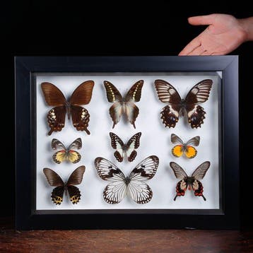Tropische vlinderverzameling – entomologische weergave in, Nieuw