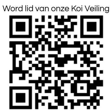Japanse koi veiling via WhatsApp - bied mee vanaf €1, Karper of Koi