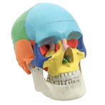 Anatomie model schedel (gekleurd, 3-delig), Nieuw