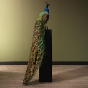 Blauwe Pauw Taxidermie Opgezette Dieren By Max, Verzamelen, Dierenverzamelingen, Ophalen of Verzenden, Nieuw, Vogel, Opgezet dier