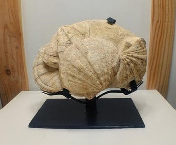 Pecten fossielplaat op metalen sokkel - Gefossiliseerde, Verzamelen, Mineralen en Fossielen