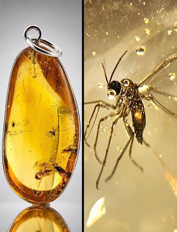 Transparante Baltische Amberhanger – Oude parasitaire wesp