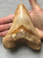 Groot Megalodon-tand van 14,1 cm - Fossiele tand -
