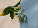 Corsage pick Stephanotus Wit 1 bloem per stuk, Ophalen of Verzenden, Nieuw