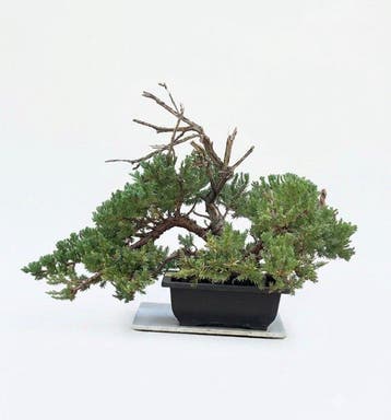 Jeneverbes bonsai (Juniperus) - Hoogte (boom): 29 cm -
