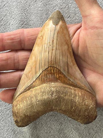 Megalodontand 12,4 cm - Fossiele tand - Carcharocles