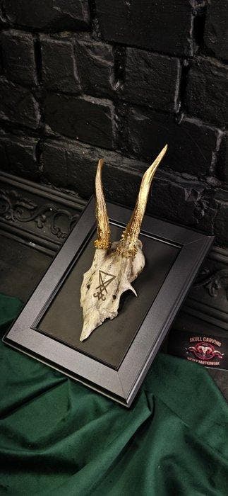 Ree Gesneden schedel - Caproleus caproleus - 15 cm - 11 cm -, Antiek en Kunst