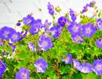 Ooievaarsbek - Geranium Rozanne - Bodembedekker - Geranium, Ophalen of Verzenden, Vaste plant, Bodembedekkers