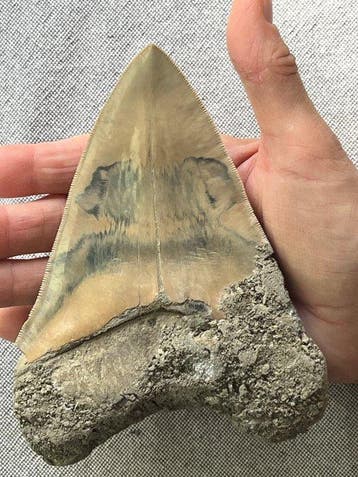Groot Megalodon-tand 14,9 cm - Fossiele tand - Carcharocles