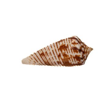 Exquis verzamelobject: Conus scalptus (39 mm) –