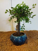 Japanese iep bonsai (Zelkova) - Hoogte (boom): 21 cm -