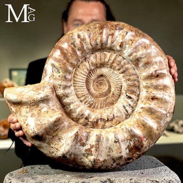 Monumentale getuigenis van het Midden-Jura - Grote fossiele, Verzamelen, Mineralen en Fossielen