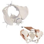 Anatomie model bekken en lumbale wervelkolom, Nieuw