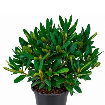 Rhododendron catawbiense Cunninghams White” container, Verzenden, Overige soorten, Halfschaduw