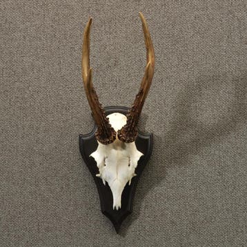 Reebok Gewei Taxidermie Opgezette Dieren By Max, Ophalen of Verzenden, Nieuw, Wild dier, Opgezet dier