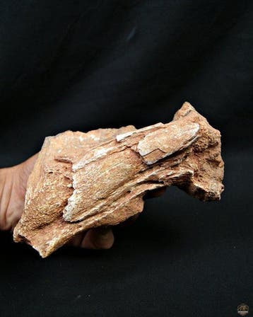 Dinosaurus - Fossiel bot - Omoplato de terópodo