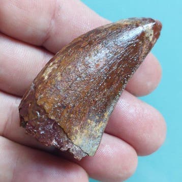 Dinosaurus - Fossiele tand - Carcharodontosaurus sp. - 60 mm