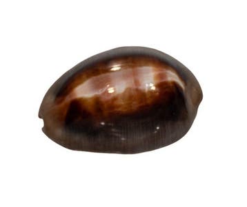 Lyncina ventriculus (Cypraea ventriculus) – 49 mm – Perfecte, Nieuw
