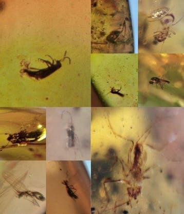 Insekt - Barnsteen - Burmit 10 Stück 9.31 Gr mit Blattodea