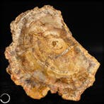 Natuurlijk versteend hout fossiele boomstamschijf met