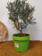 Olijf bonsai (Olea europaea) - Hoogte (boom): 43 cm - Diepte