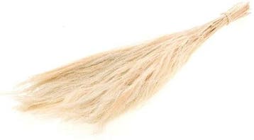 Broom Grass Bleached graspluimen ca. 65 cm 100 gram, Ophalen of Verzenden, Nieuw