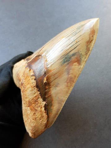 Megalodon - Fossiele tand - 14.3 cm - 10.7 cm, Verzamelen
