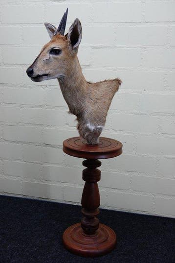 African Antelope Taxidermie wandmontage - Common Duiker -, Verzamelen, Dierenverzamelingen, Nieuw