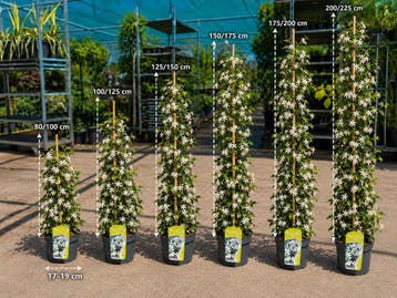 Toscaanse Jasmijn elke 11e Gratis 20/40 t/m 250/300 cm, Tuin en Terras, Volle zon, Vaste plant, Zomer, Ophalen