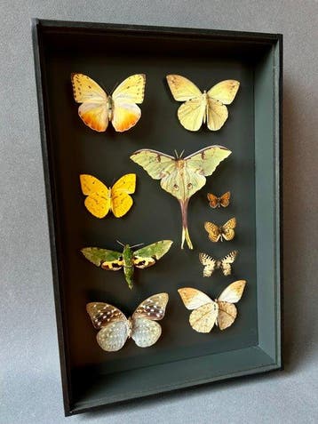 Vlinder Taxidermie volledige montage - Lepidoptera - 39 cm -, Nieuw