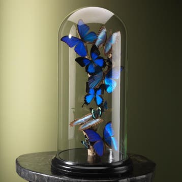 Vlinders in Stolp Taxidermie Opgezette Dieren By Max, Verzamelen, Dierenverzamelingen, Ophalen of Verzenden, Nieuw, Insect, Opgezet dier