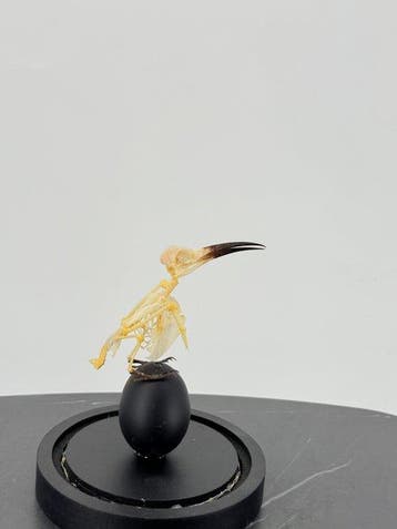 Bijeneter Taxidermie volledige montage - Merops philippinus, Nieuw