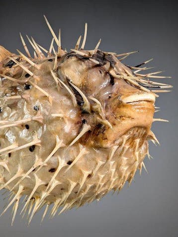 Prachtige stekelvis Taxidermie volledige montage -, Nieuw
