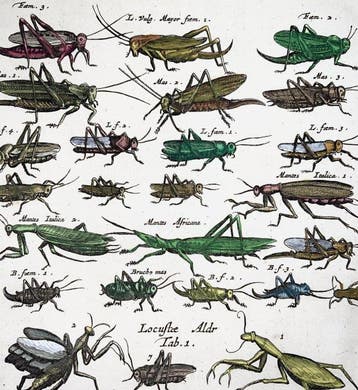 Matthäus Merian (1593-1650) - hand coloured folio: Insects: