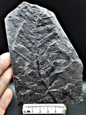 Varen - Gefossiliseerde plant - Lobatopteris miltoni (Artis