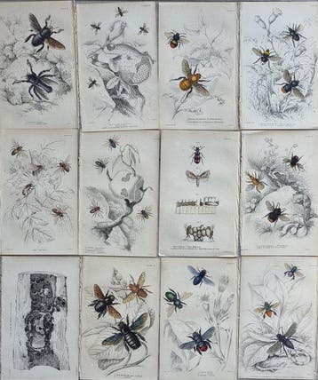 Sir William Jardine (1800–1874) - Lot of 12 plates The