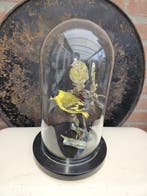 Prachtige stolp met 2 yarrel sijsjes Taxidermie volledige, Verzamelen, Nieuw