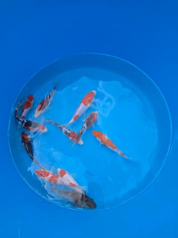 Koi aanbieding Conias: 5e gratis!, Karper of Koi
