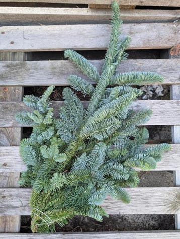 Nobilis DennenGroen Tak vers WinterGroen vers, Ophalen of Verzenden, Nieuw