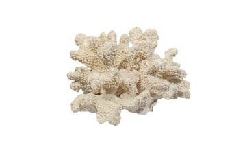 Luxueus maritiem solitaire schelpenhuis – Pocillopora, Verzamelen, Nieuw