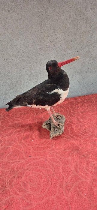 Huitrier-taart - Taxidermie wandmontage - Haematopus, Nieuw