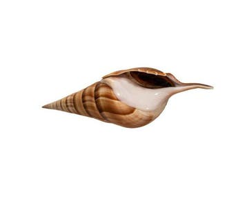 Tibia fusus 160 mm GEM schelp met operculum deksel, Nieuw