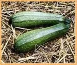 Courgette Albarello di Sarzana, Ophalen of Verzenden, Nieuw